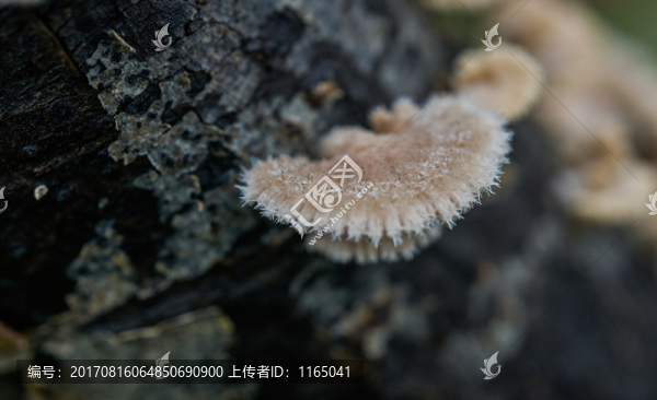 野蘑菇