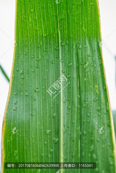 玉米葉紋理,水珠