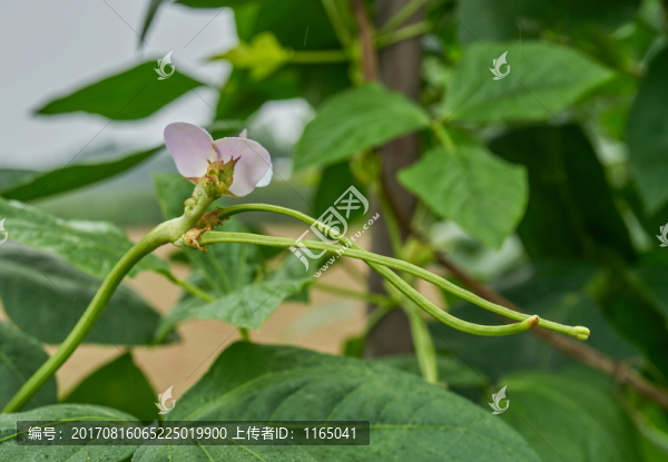 長(zhǎng)豆角