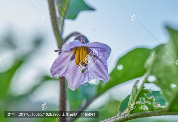 茄子花開(kāi),高清特寫(xiě)