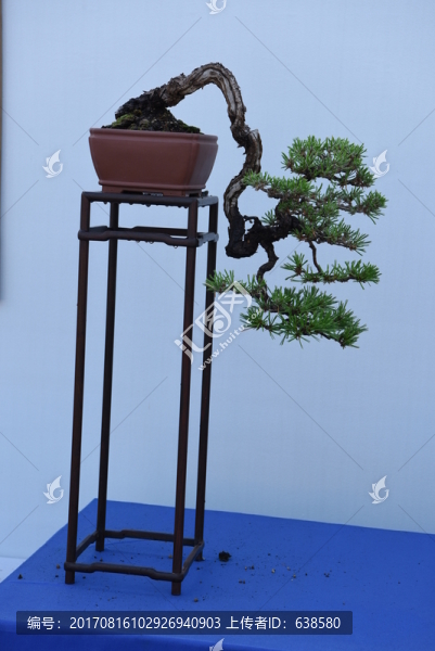 盆景盆栽