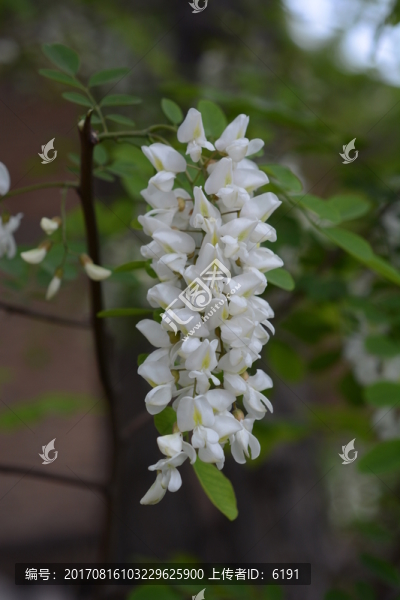 槐花