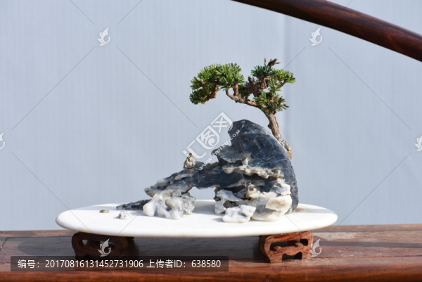 盆栽,盆景
