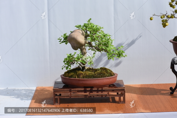 盆景盆栽