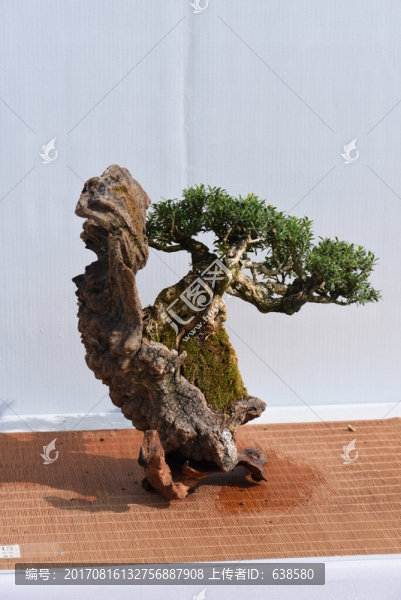 盆景盆栽