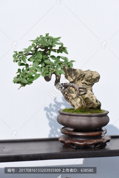 盆景盆栽