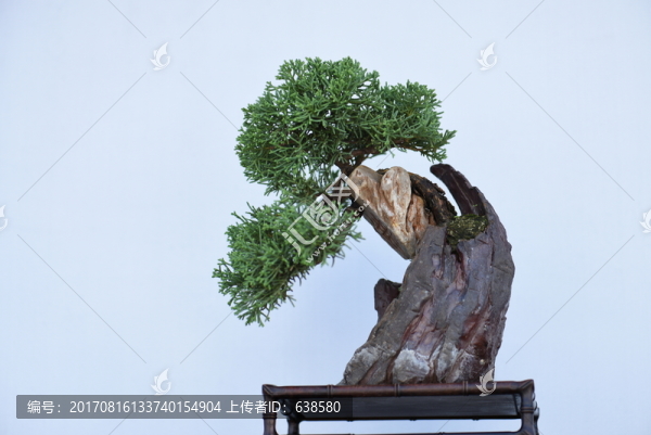 盆景盆栽