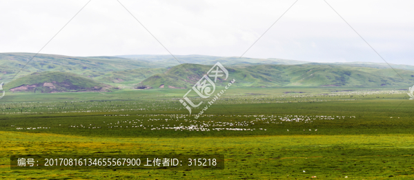 青海草原風光