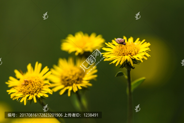 花與昆蟲