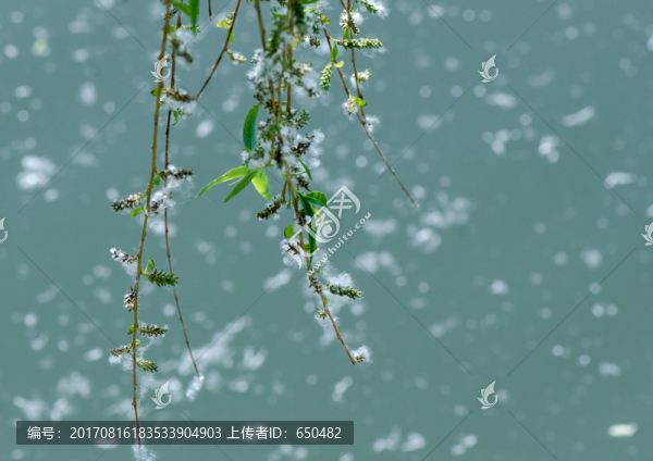 柳花