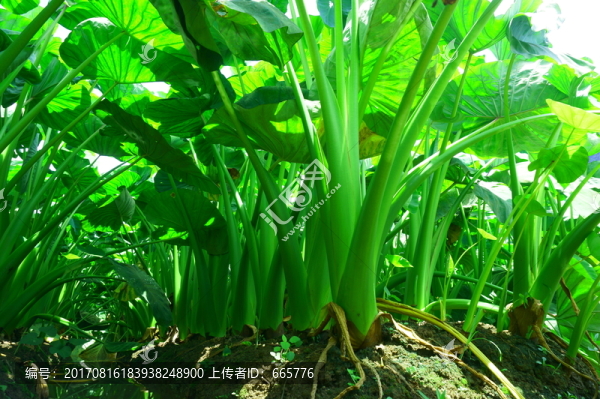 芋頭苗