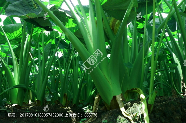 芋頭苗
