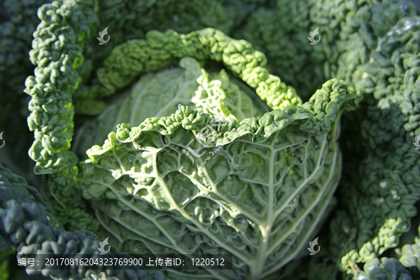 皺葉甘藍（Brassica,oleracea）