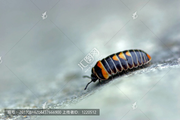 等足目動(dòng)物
