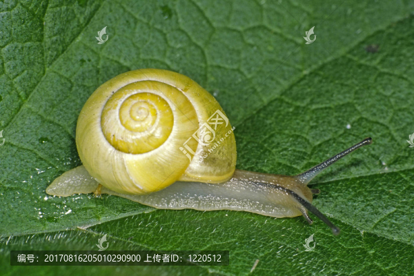 Cepaea,hortensis，花園里的蝸牛