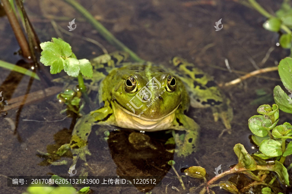 食用蛙，蛙
