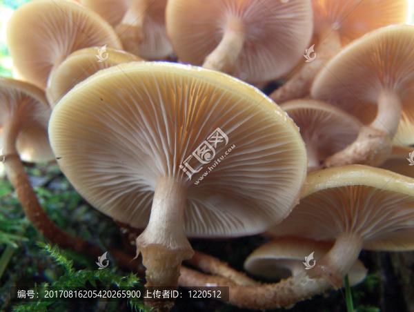 stockschw？mmchen