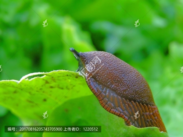 萵苣是我最喜歡的菜…