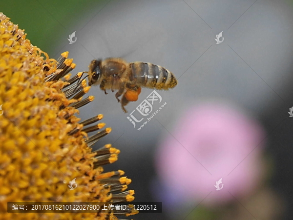 蜜蜂飛行