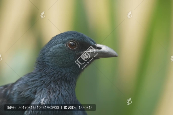 讓ügelstar