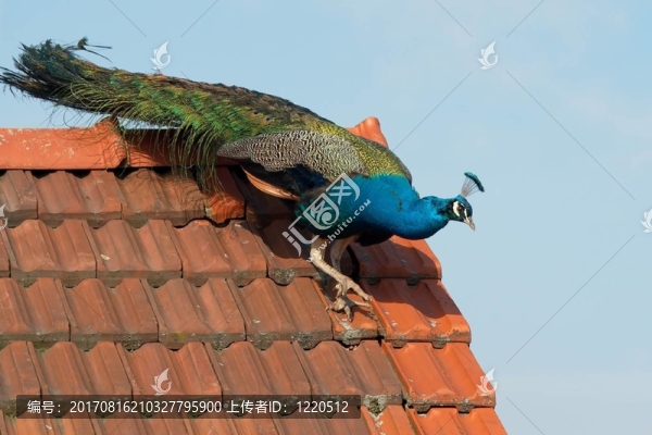 屋頂上的孔雀