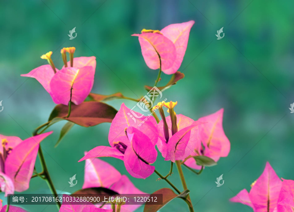 花園