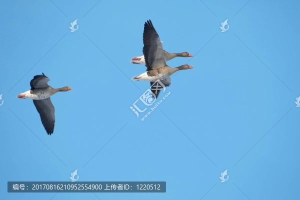 藍色