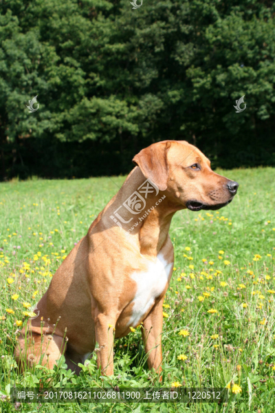 羅得西亞脊背犬