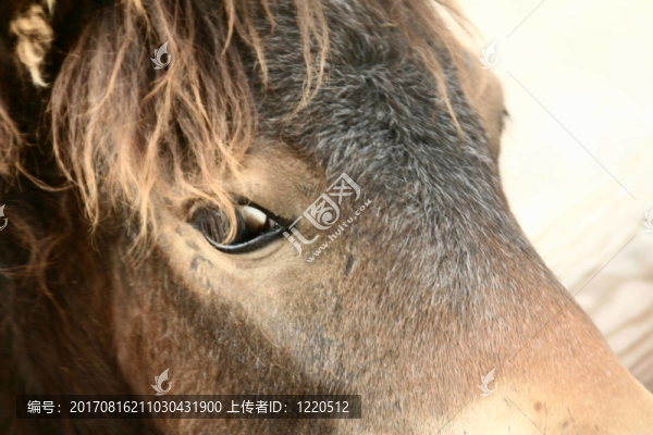 小馬的肖像