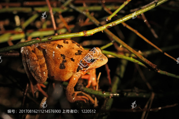 青蛙三