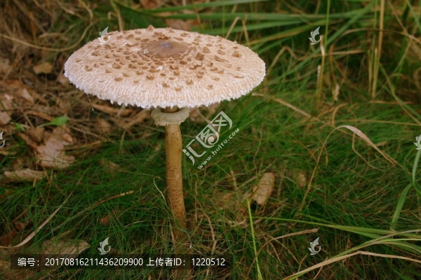 一個(gè)巨大的