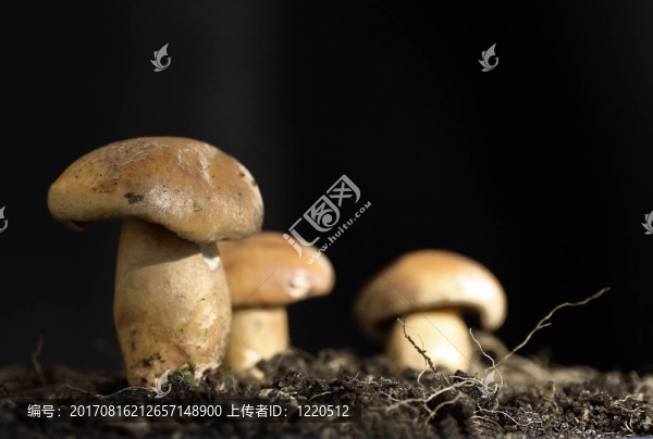 更多的蘑菇
