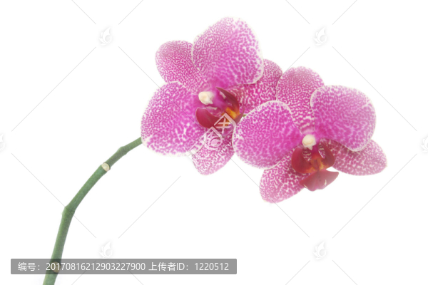 美麗的蘭花