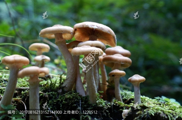樹
