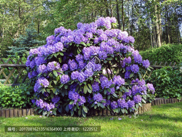 杜鵑花盛開