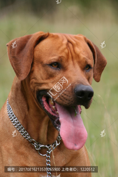 羅得西亞脊背犬