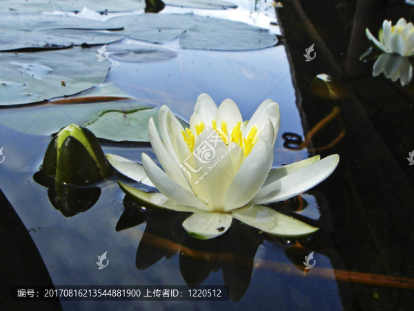 水百合