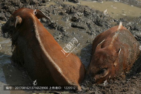 動(dòng)物