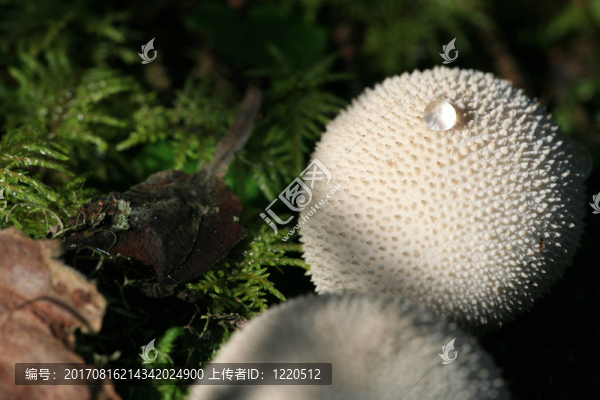 bovist