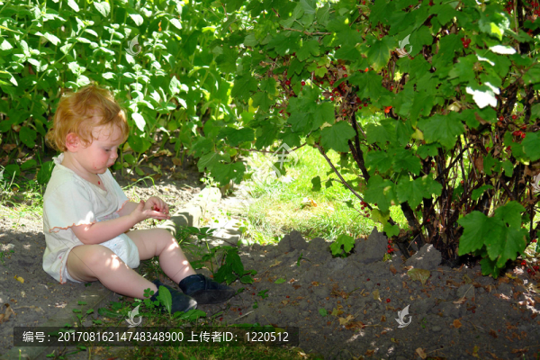 berry,bush下的嬰兒
