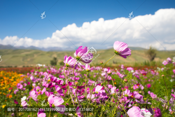 格桑花