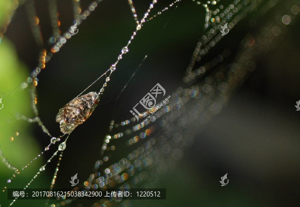 動(dòng)物