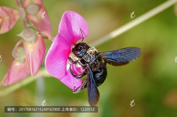 木蜂（Xylocopa,violacea）