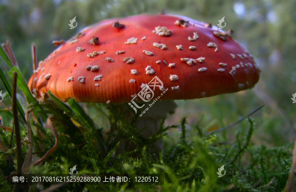 青苔