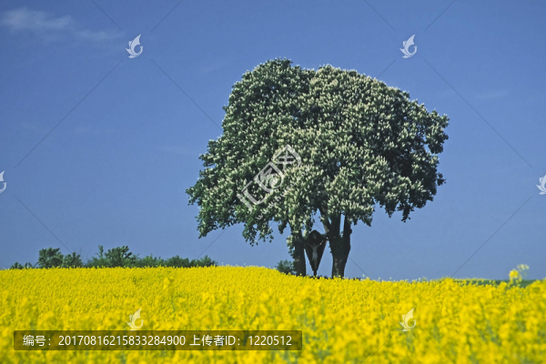 樹