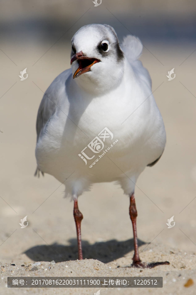 海鷗