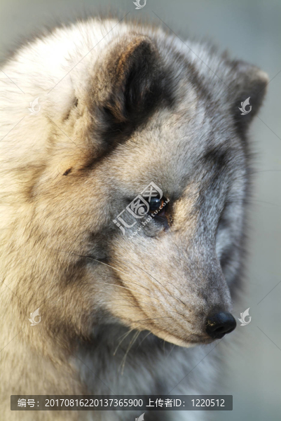 eisfuchs