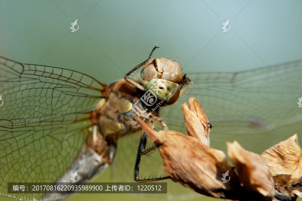 閃耀