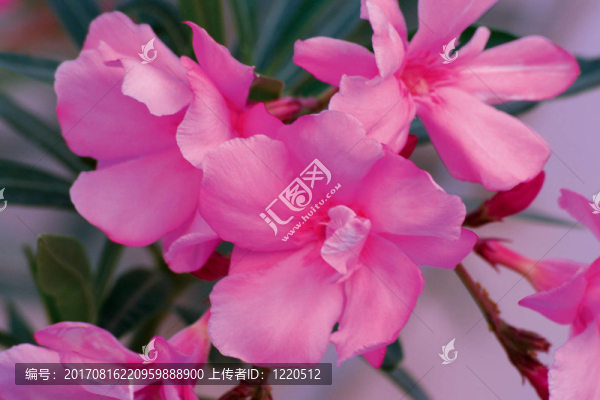夾竹桃的花朵