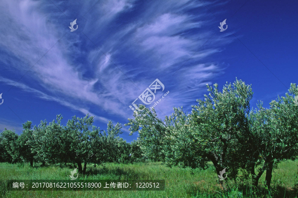樹